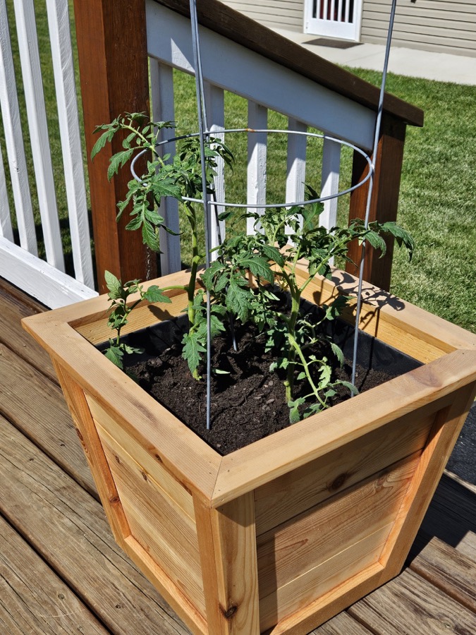 Cedar planter on a deck with a tomato plant and support cage